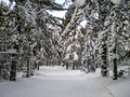 Swedetown Ski Trails 14-3-_0039