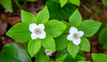 Bunchberry 14-6-_7798