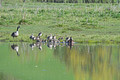 Canada Geese Gilbert Creek Wildlife Area 22-5-01300