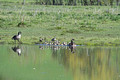 Canada Geese Gilbert Creek Wildlife Area 22-5-01303