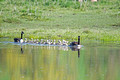 Canada Geese Gilbert Creek Wildlife Area 22-5-01310