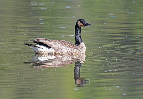 Canada Geese Gilbert Creek Wildlife Area 22-5-01312
