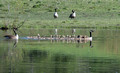 Canada Geese Gilbert Creek Wildlife Area 22-5-01324