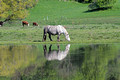 Horse Gilbert Creek Wildlife Area 22-5-01329