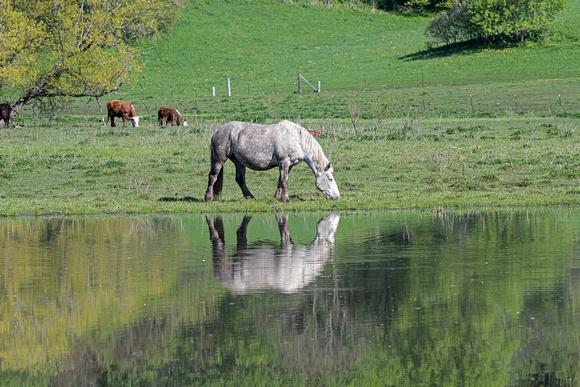 Horse Gilbert Creek Wildlife Area 22-5-01329