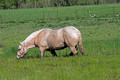 Horse Gilbert Creek Wildlife Area 22-5-01335
