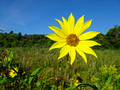 Sunflower Red Cedar State Trail 22-8P-_0858