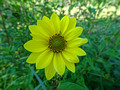 Sunflower Red Cedar State Trail 22-8P-_0850