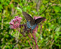 Swallowtail Red Cedar State Trail 22-8P-_0890
