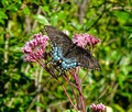 Swallowtail Red Cedar State Trail 22-8P-_0889