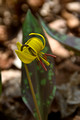 Yellow Trout Lily 10-53-_0341