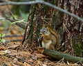 Squirrel - Banning State Park 08-177- 978