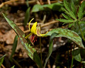 Yellow Trout Lilly 10-53-_0369