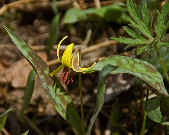 Yellow Trout Lilly 10-53-_0369