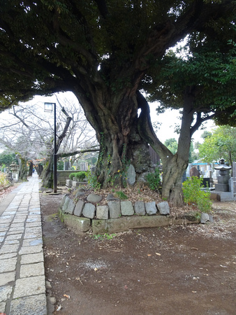 Yanaka Cemetery  Yanesen Tokyo, Japan  22-12P-_1375
