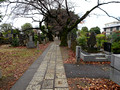 Yanaka Cemetery  Yanesen Tokyo, Japan  22-12P-_1374