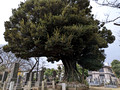 Yanaka Cemetery  Yanesen Tokyo, Japan 22-12L-_3621