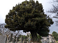 Yanaka Cemetery  Yanesen Tokyo, Japan 22-12L-_3622