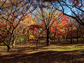 Jindai Botanical Gardens Tokyo, Japan