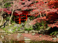Koishikawa Korakuen Gardens Bunkyo City Tokyo Japan