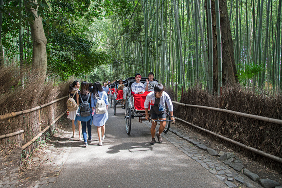 Bamboo Grove Arashiyama Japan Arashiyama Japan 15-9-_0876