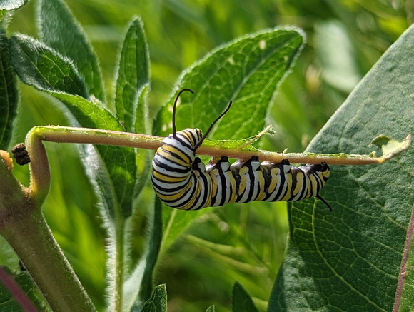 Monarch Caterpillar Canadian Hill Farm 23-6P-_0488