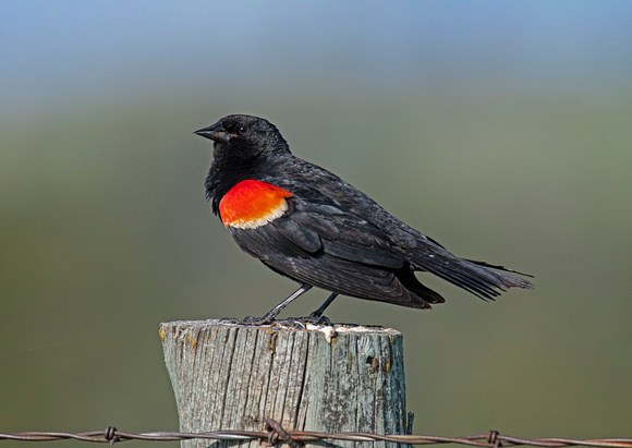 Red-winged Blickbird Custer State Park Wildlife Loop 23-6-00507