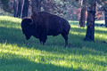 Buffalo Custer State Park Wildlife Loop 23-6-00479