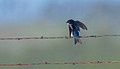 Tree Swallow Custer State Park Wildlife Loop 23-6-00492
