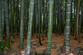 Bamboo Grove Arashiyama Japan Arashiyama Japan 15-9-_0841