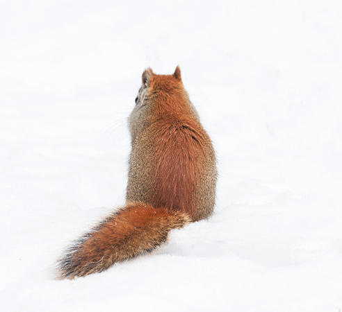 american red squirrel 15-12-_4356