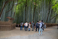 Bamboo Grove Arashiyama Japan Arashiyama Japan 15-9-_0846