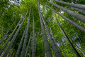 Bamboo Grove Arashiyama Japan Arashiyama Japan 15-9-_0842