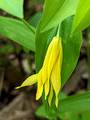 Large-flowered Bellwort Perrot State Park 23-5P-_0392