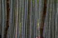 Bamboo Grove Arashiyama Japan Arashiyama Japan 15-9-_0847