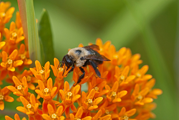 Common Eastern Bumblebee Butterfly-weed 13-7-_2243