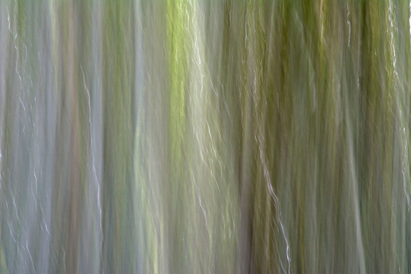 Bamboo Grove Arashiyama Japan Arashiyama Japan 15-9-_0852