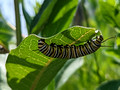 Monarch Caterpillar Canadian Hill Farm 23-6P-_0490