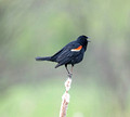 Red-winged Blackbird Gilbert Creek Wildlife Area 23-6-00020