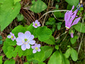 Rue-anemone and Shooting Star Perrot State Park 23-5P-_0372