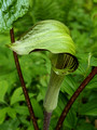 Jack-in-the-Pulpit Perrot State Park 23-5P-_0396