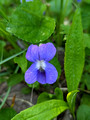 Common Blue Violet Red Cedar State Trail 23-5P-_0309