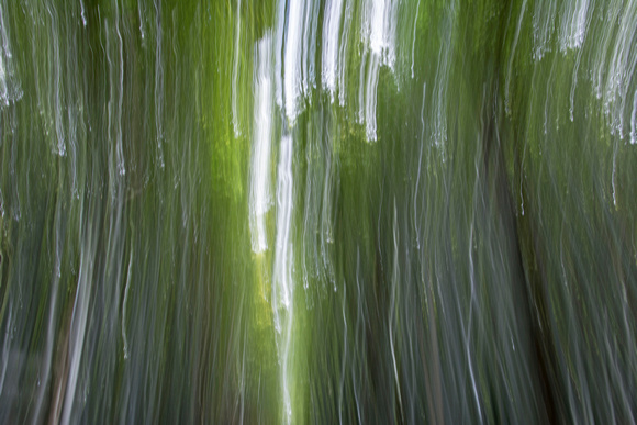 Bamboo Grove Arashiyama Japan Arashiyama Japan 15-9-_0869