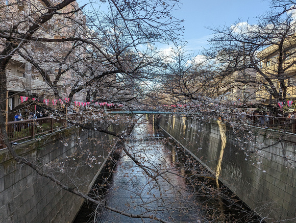 Meguro River Cherry Blossoms Promenade Tokyo, Japan 23-3P-_2282