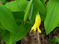 Large-flowered Bellwort Perrot State Park 23-5P-_0147