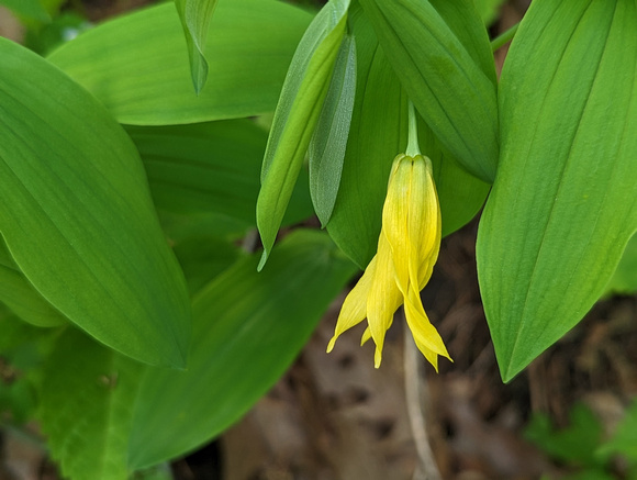 Large-flowered Bellwort Perrot State Park 23-5P-_0147