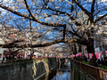 Meguro River Cherry Blossoms Promenade Tokyo, Japan 23-3L-_5098