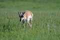 Pronghorn Anteloope Custer State Park Wildlife Loop 23-6-00576