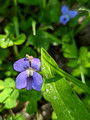 Common Blue Violet Red Cedar State Trail 23-5P-_0308
