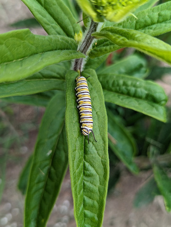 Monarch Caterpillar Canadian Hill Farm 23-6P-_0498